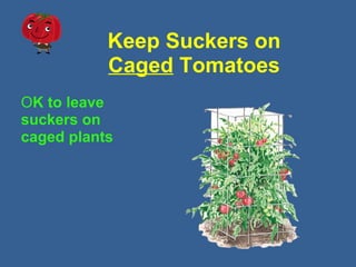 Keep Suckers on
Caged Tomatoes
OK to leave
suckers on
caged plants
 