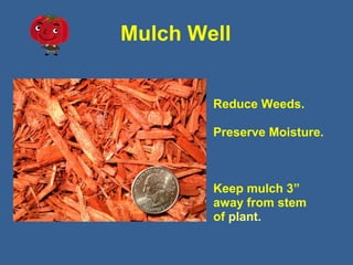 Mulch Well
Reduce Weeds.
Preserve Moisture.
Keep mulch 3”
away from stem
of plant.
 