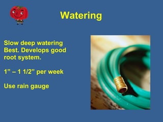 Watering
Slow deep watering
Best. Develops good
root system.
1” – 1 1/2” per week
Use rain gauge
 