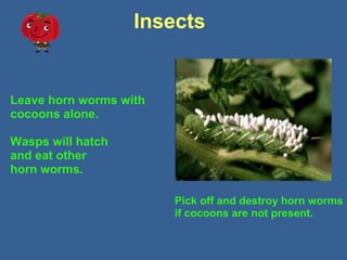 Insects
Leave horn worms with
cocoons alone.
Wasps will hatch
and eat other
horn worms.
Pick off and destroy horn worms
if cocoons are not present.
 