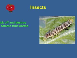 Insects
ick off and destroy
tomato fruit worms
 