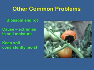 Other Common Problems
Blossom end rot
Cause – extremes
in soil moisture
Keep soil
consistently moist
 