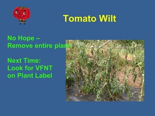 Tomato Wilt
No Hope –
Remove entire plant.
Next Time:
Look for VFNT
on Plant Label
 
