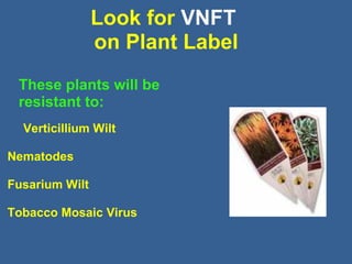 Look for VNFT
on Plant Label
These plants will be
resistant to:
Verticillium Wilt
Nematodes
Fusarium Wilt
Tobacco Mosaic Virus
 