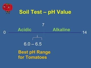 Soil Test – pH Value
0 14
7
6.0 – 6.5
Acidic Alkaline
Best pH Range
for Tomatoes
 