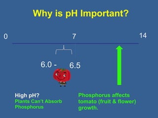 Why is pH Important?
0 147
6.0 - 6.5
High pH?
Plants Can’t Absorb
Phosphorus
Phosphorus affects
tomato (fruit & flower)
growth.
 