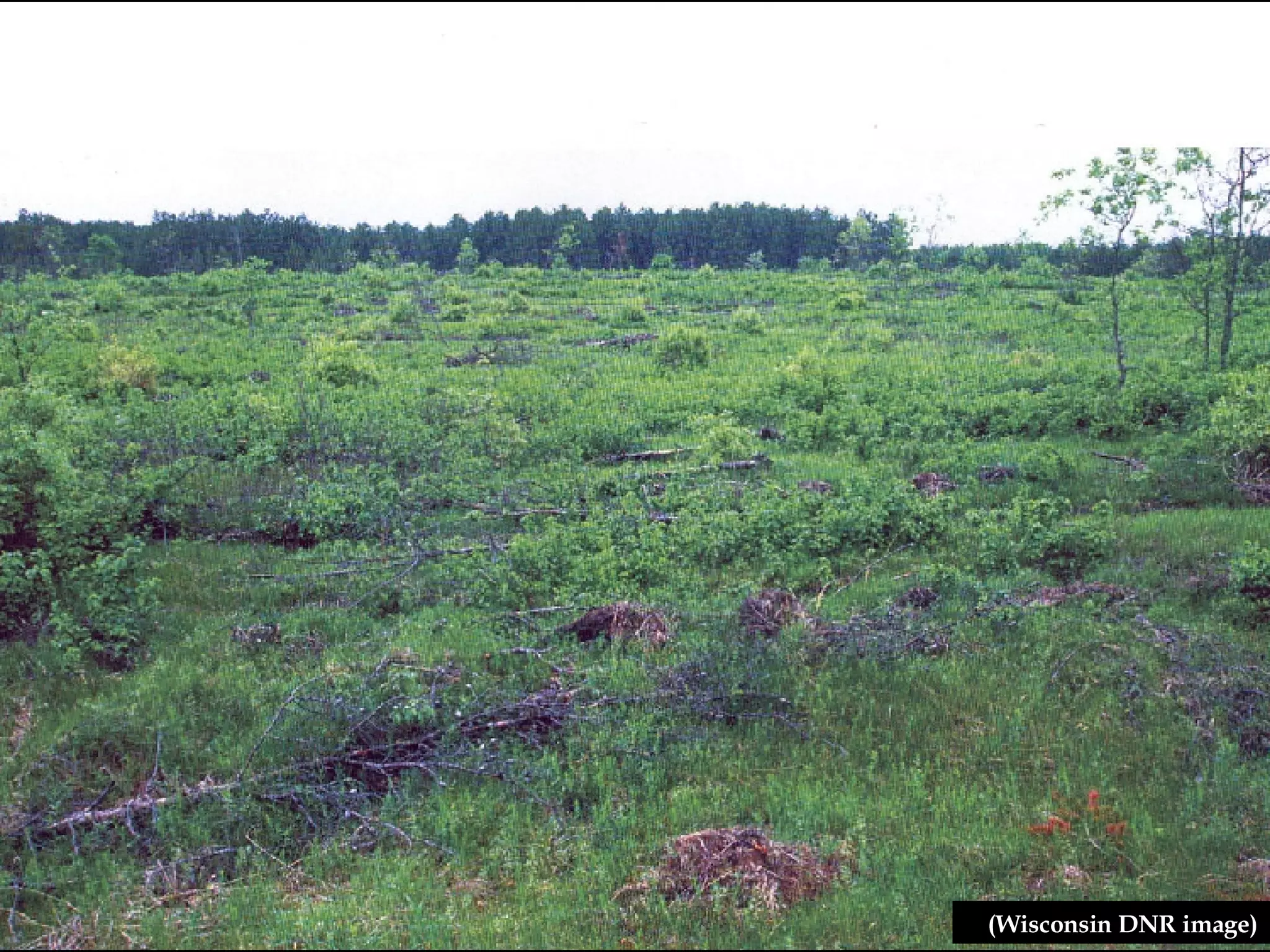 (Wisconsin DNR image) 