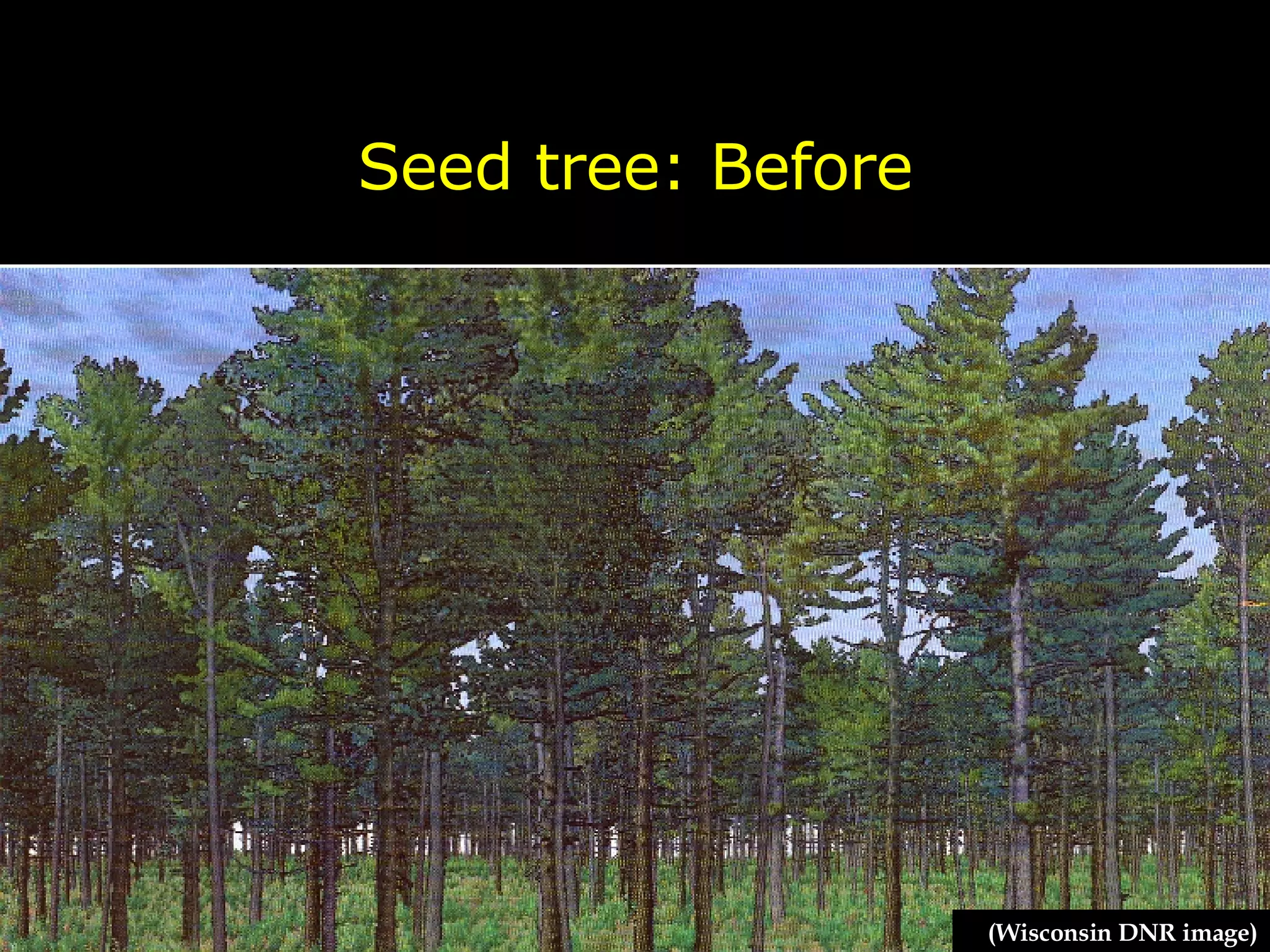 Seed tree: Before (Wisconsin DNR image) 