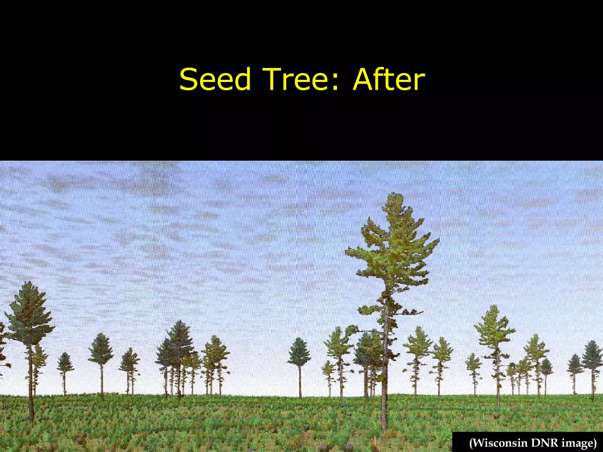 Seed Tree: After (Wisconsin DNR image) 