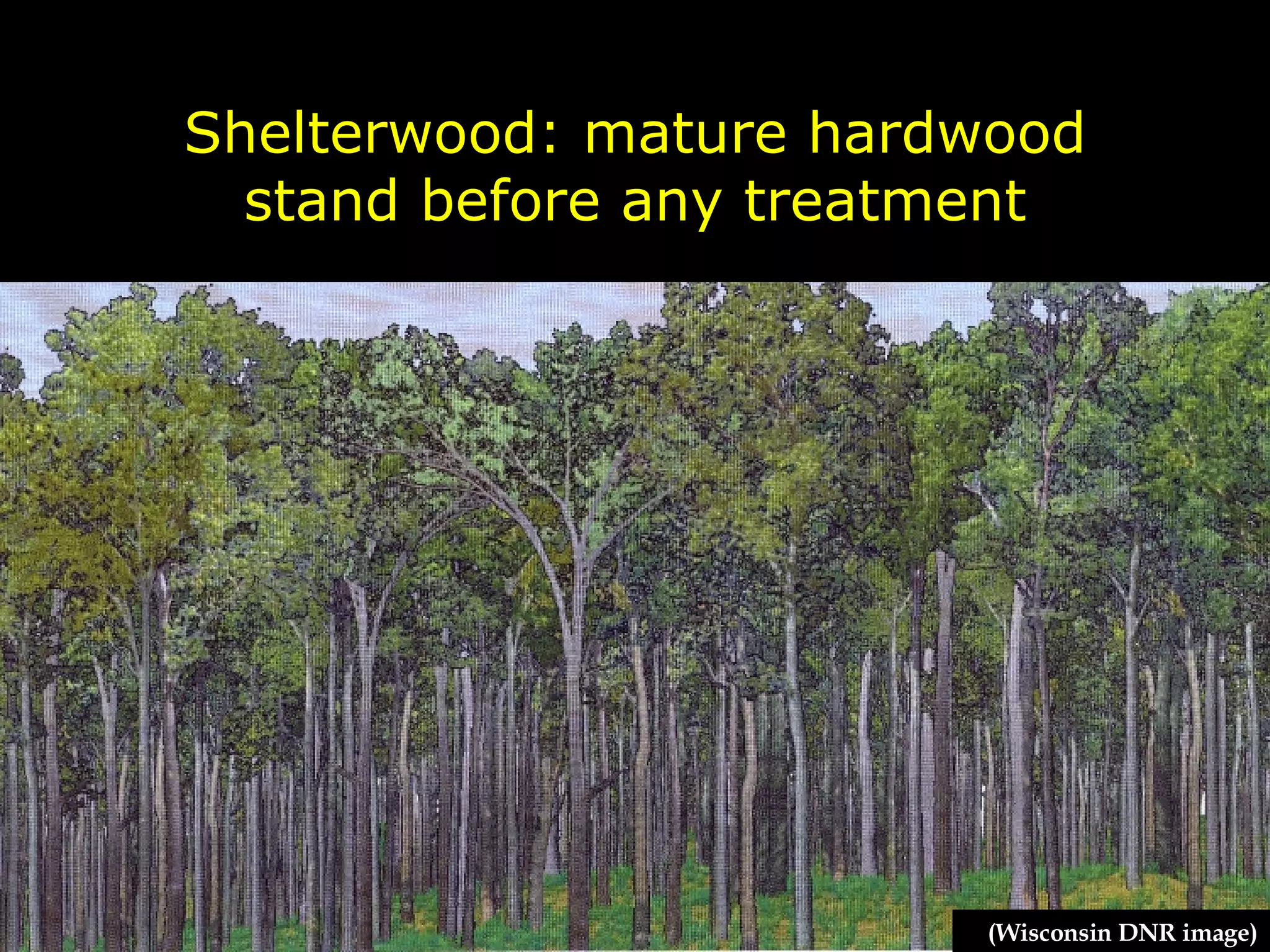 Shelterwood: mature hardwood stand before any treatment (Wisconsin DNR image) 