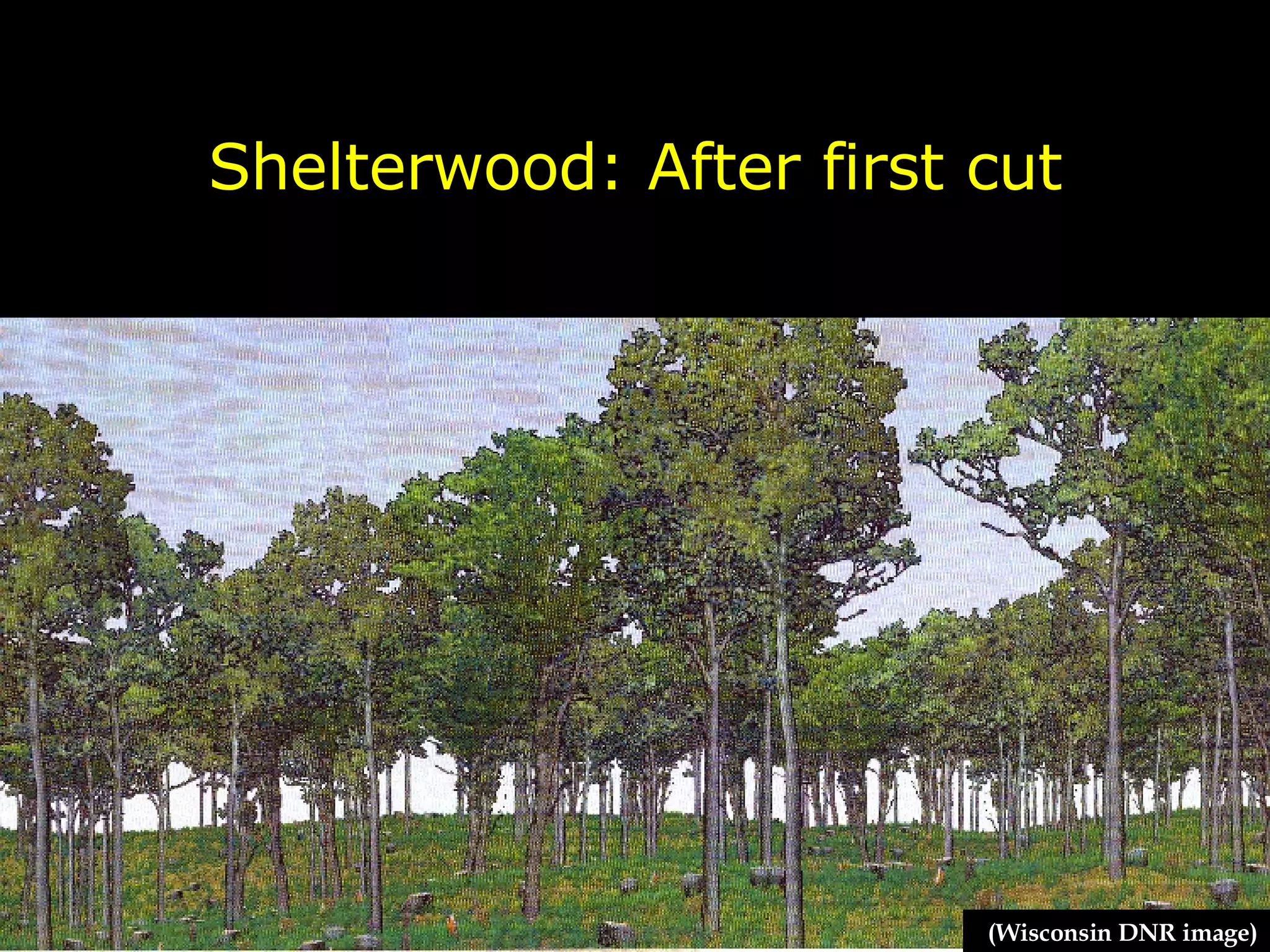 Shelterwood: After first cut (Wisconsin DNR image) 