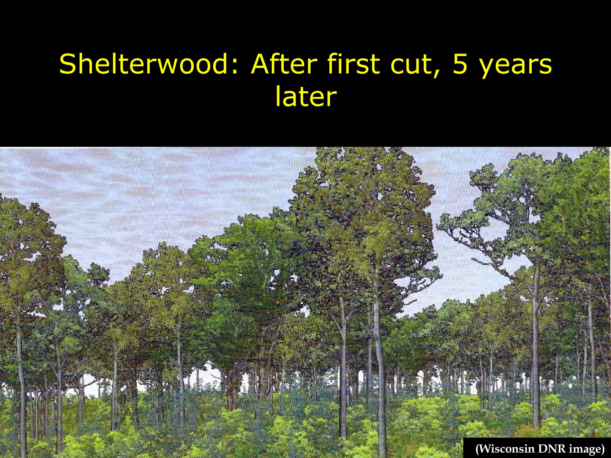 Shelterwood: After first cut, 5 years later (Wisconsin DNR image) 