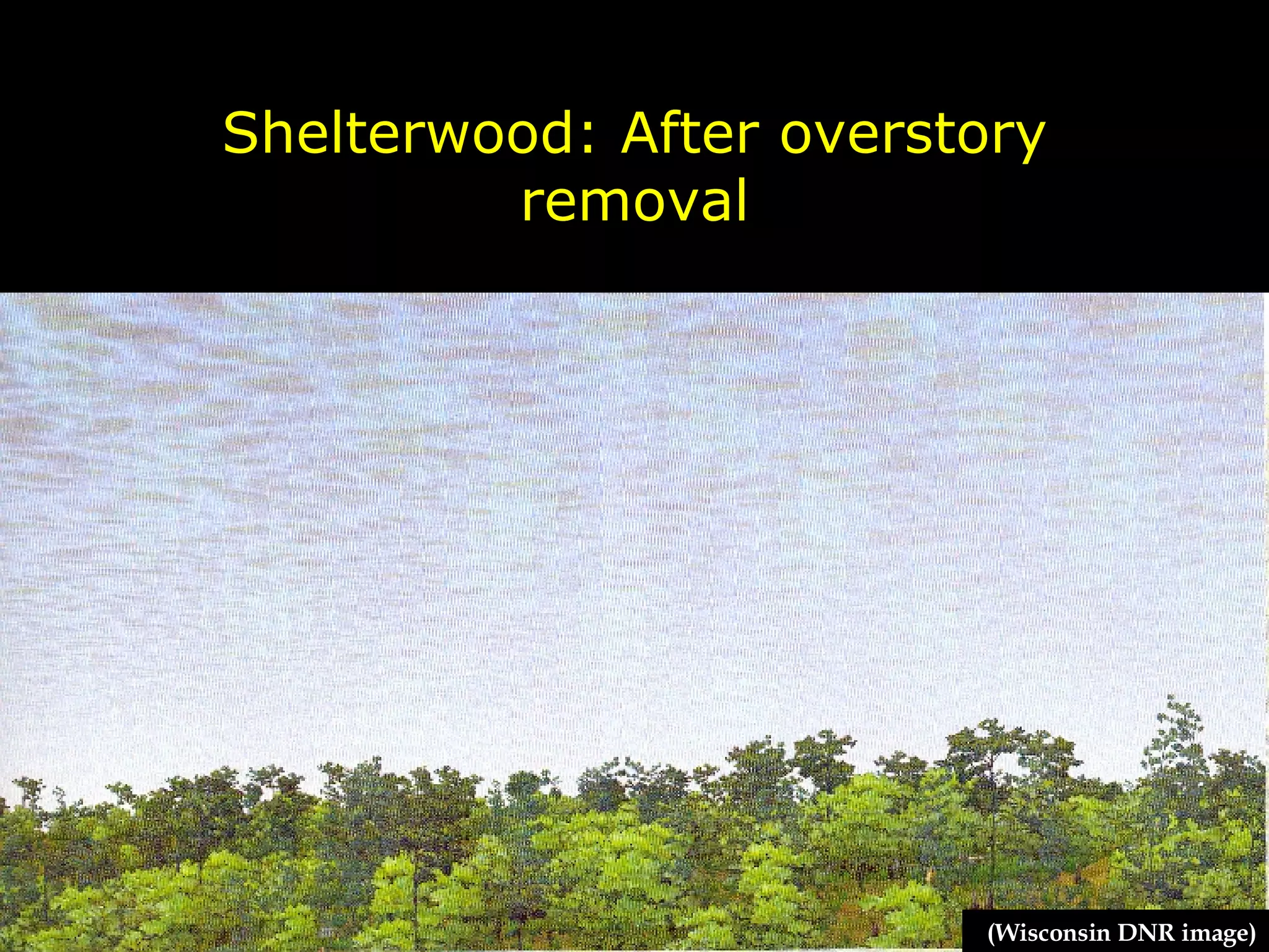 Shelterwood: After overstory removal (Wisconsin DNR image) 