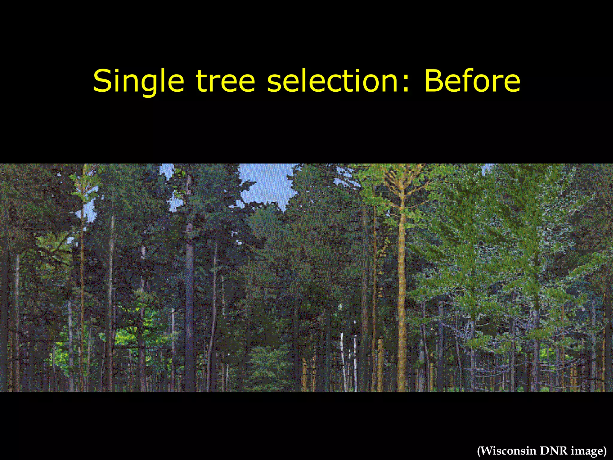 Single tree selection: Before (Wisconsin DNR image) 
