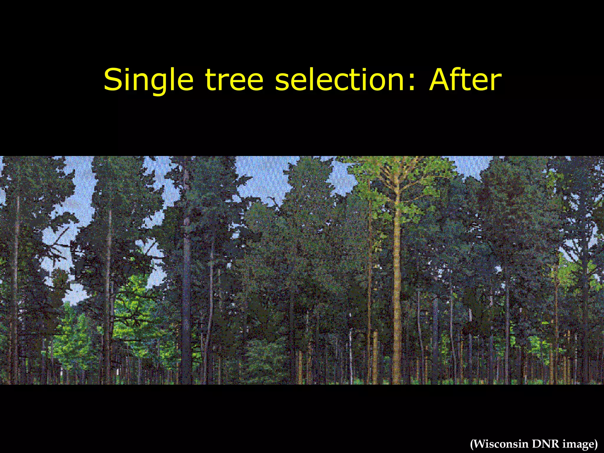 Single tree selection: After (Wisconsin DNR image) 