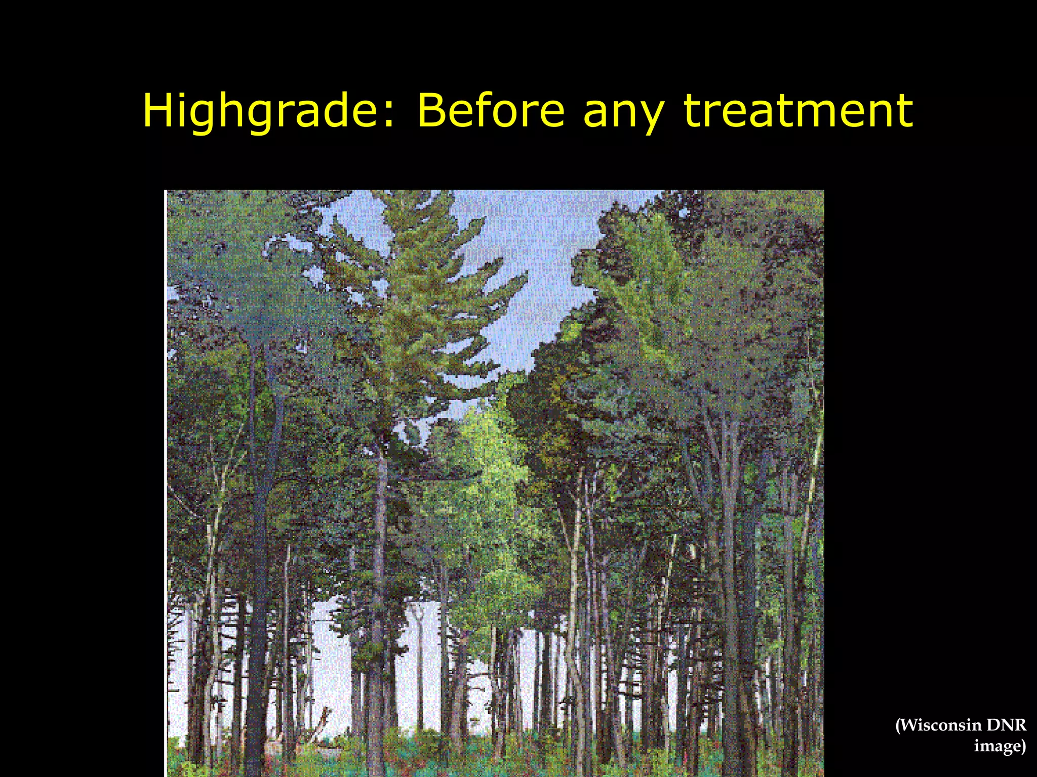 Highgrade: Before any treatment (Wisconsin DNR image) 