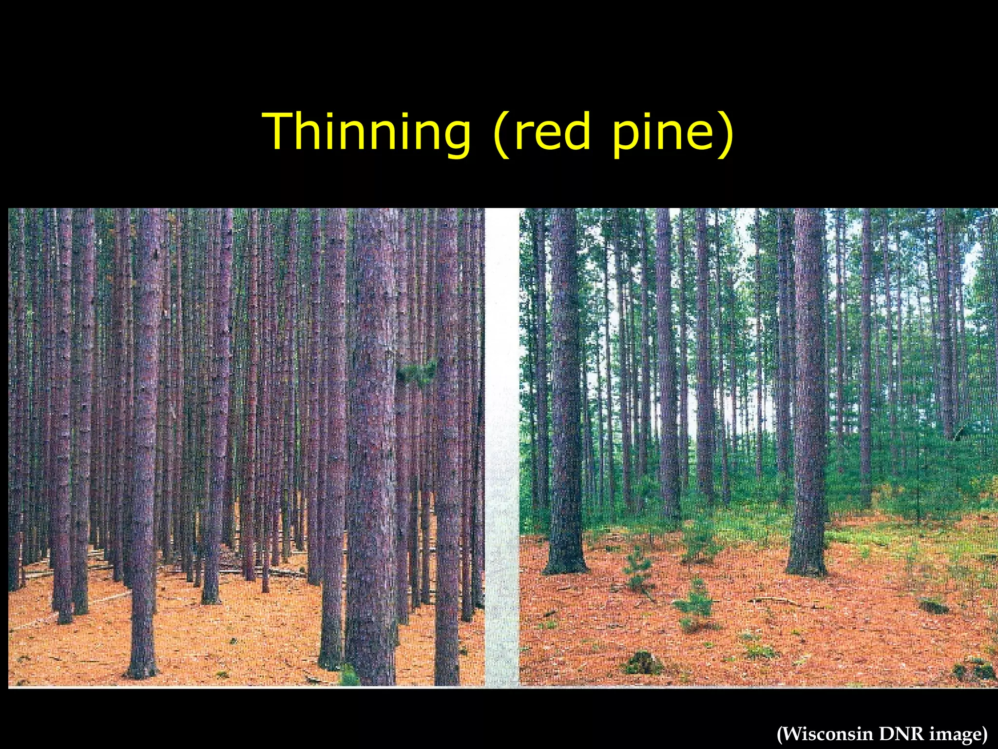 Thinning (red pine) (Wisconsin DNR image) 