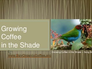 Growing
Coffee
in the Shade
Growing Coffee in the Shade – Song Bir
 