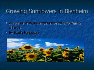 Growing Sunflowers in Blenheim ,[object Object],[object Object]