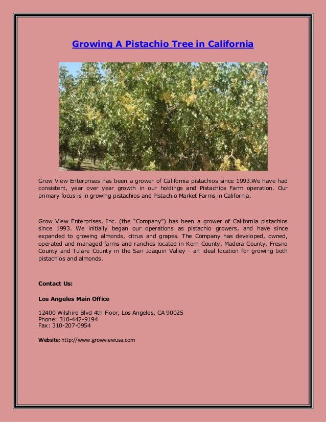 Growing a pistachio tree in california