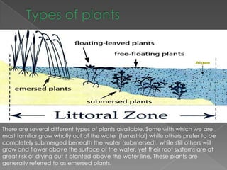 There are several different types of plants available. Some with which we are
most familiar grow wholly out of the water (terrestrial) while others prefer to be
completely submerged beneath the water (submersed), while still others will
grow and flower above the surface of the water, yet their root systems are at
great risk of drying out if planted above the water line. These plants are
generally referred to as emersed plants.
 