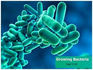 Growing Bacteria
Goal 11.04

 