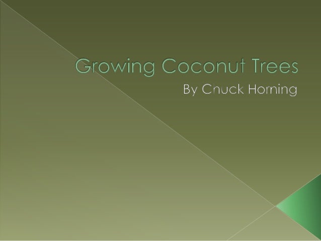 growing coconut trees chuck horning