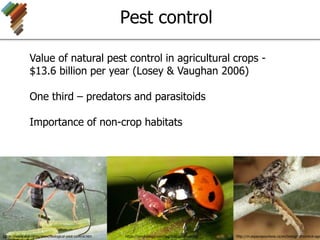 Pest control
Value of natural pest control in agricultural crops -
$13.6 billion per year (Losey & Vaughan 2006)
One third – predators and parasitoids
Importance of non-crop habitats
https://www.wur.nl/en/show/Biological-pest-control.htm https://pmgbiology.com/tag/biological-control/ http://m.espacepourlavie.ca/en/biological-control-age
 