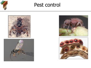 Pest control
 