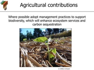 Agricultural contributions
Where possible adopt management practices to support
biodiversity, which will enhance ecosystem services and
carbon sequestration
© CIRAD, O.Husson
 