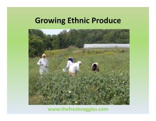 Growing Ethnic Produce

www.thefreshveggies.com

 