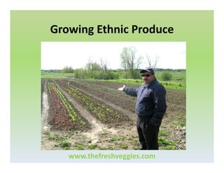 Growing Ethnic Produce

www.thefreshveggies.com

 