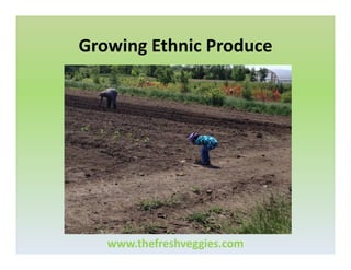 Growing Ethnic Produce

www.thefreshveggies.com

 