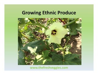 Growing Ethnic Produce

www.thefreshveggies.com

 