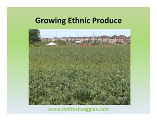 Growing Ethnic Produce

www.thefreshveggies.com

 
