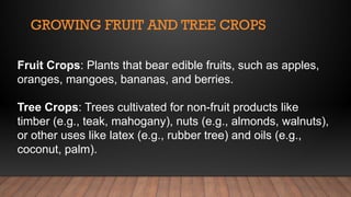 Growing Fruit and Tree hgkhkj,mhnCrops.pptx