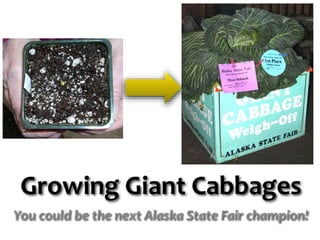 Growing Giant Cabbages
You could be the next Alaska State Fair champion!
 