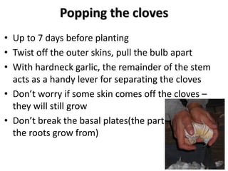 Popping the cloves
• Up to 7 days before planting
• Twist off the outer skins, pull the bulb apart
• With hardneck garlic,...