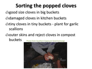 Sorting the popped cloves
Photo from Southern Exposure Seed Exchange
good size cloves in big buckets
damaged cloves in kit...