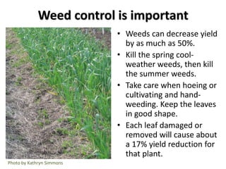 Weed control is important
• Weeds can decrease yield
by as much as 50%.
• Kill the spring cool-
weather weeds, then kill
t...