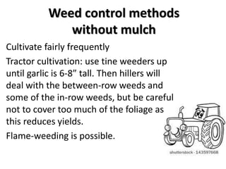 Weed control methods
without mulch
Cultivate fairly frequently
Tractor cultivation: use tine weeders up
until garlic is 6-...