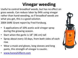 Vinegar weeding
Useful to control broadleaf weeds, but has no effect on
grass weeds. Can reduce labor by 94% using vinegar...