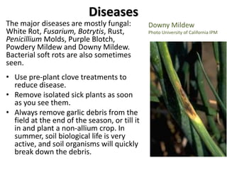 Diseases
The major diseases are mostly fungal:
White Rot, Fusarium, Botrytis, Rust,
Penicillium Molds, Purple Blotch,
Powd...