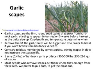Garlic
scapes
• Garlic scapes are the firm, round seed stems that grow from hard-
neck garlic, starting to appear in our r...