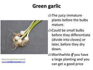 Green garlic
The juicy immature
plants before the bulbs
mature.
Could be small bulbs
before they differentiate
(divide int...