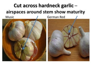 Cut across hardneck garlic –
airspaces around stem show maturity
Music German Red
 