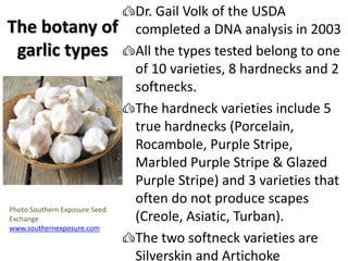 The botany of
garlic types
Dr. Gail Volk of the USDA
completed a DNA analysis in 2003
All the types tested belong to one
o...