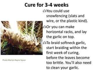 Cure for 3-4 weeks
You could use
snowfencing (slats and
wire, or the plastic kind).
Or you can make
horizontal racks, and ...