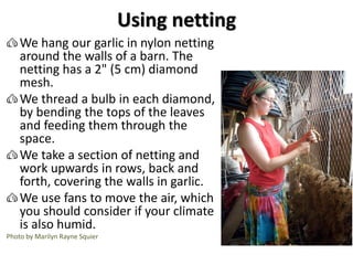 Using netting
We hang our garlic in nylon netting
around the walls of a barn. The
netting has a 2" (5 cm) diamond
mesh.
We...