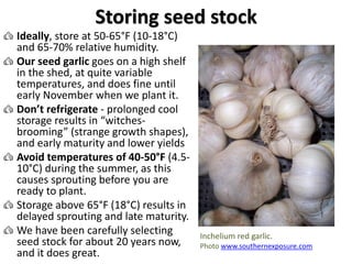 Storing seed stock
Ideally, store at 50-65°F (10-18°C)
and 65-70% relative humidity.
Our seed garlic goes on a high shelf
...